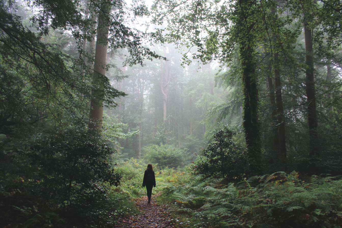 forest mindfulness walks --ar 3:2 --v 7 --stylize 100 --fast