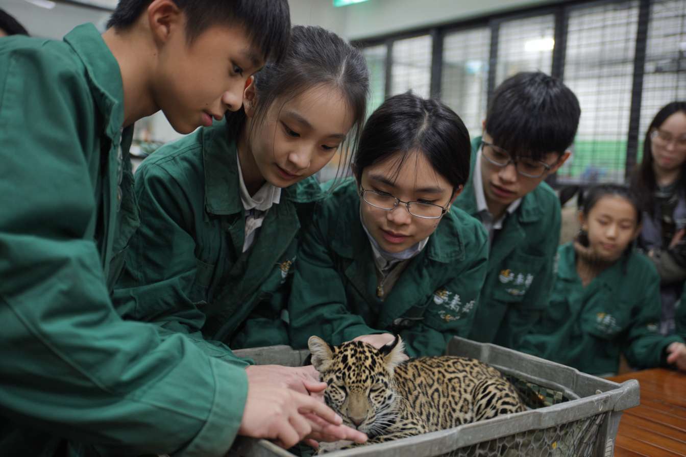 一班大學生圍成一個半圓形，中間是穿山甲、老虎、水獺、熊貓、飛鼠、龜等等的瀕危物種，讓學生們看起來像是在觀察和觸摸動物 --ar 3:2 --v 7 --stylize 100 --fast --no 水印