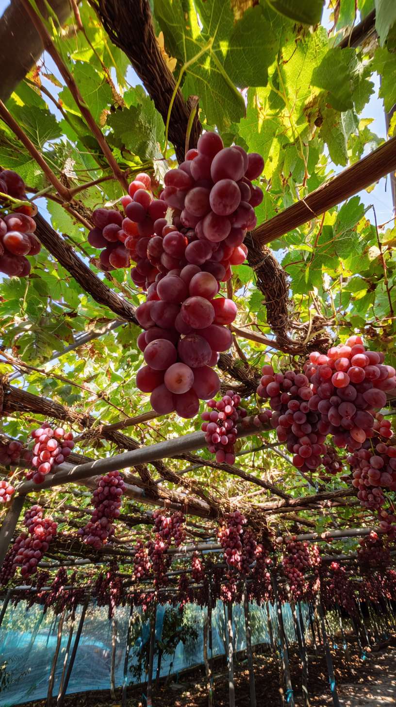 葡萄园里挂满了葡萄串，看着硕果累累 --ar 9:16 --v 7 --stylize 100 --fast --no 水印