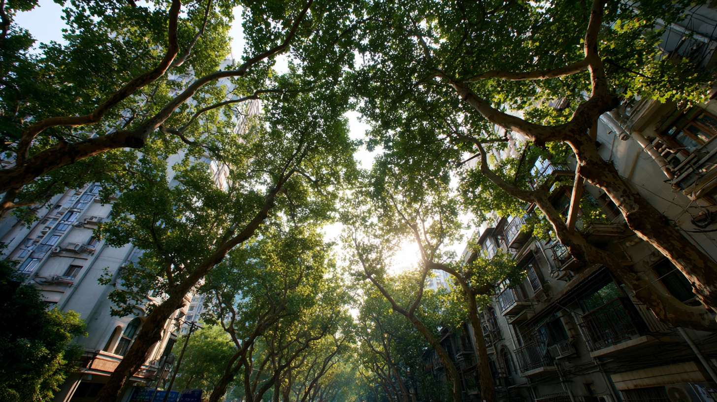 一个健身房的外景，阳光照耀洒在树上，树影斑斓，参考上海的弄堂 --ar 16:9 --v 7 --stylize 100 --fast --no 水印