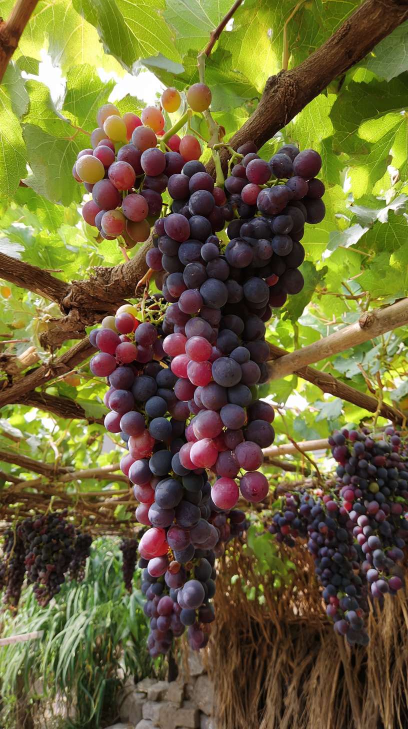 葡萄园里挂满了葡萄串，看着硕果累累 --ar 9:16 --v 7 --stylize 100 --fast --no 水印