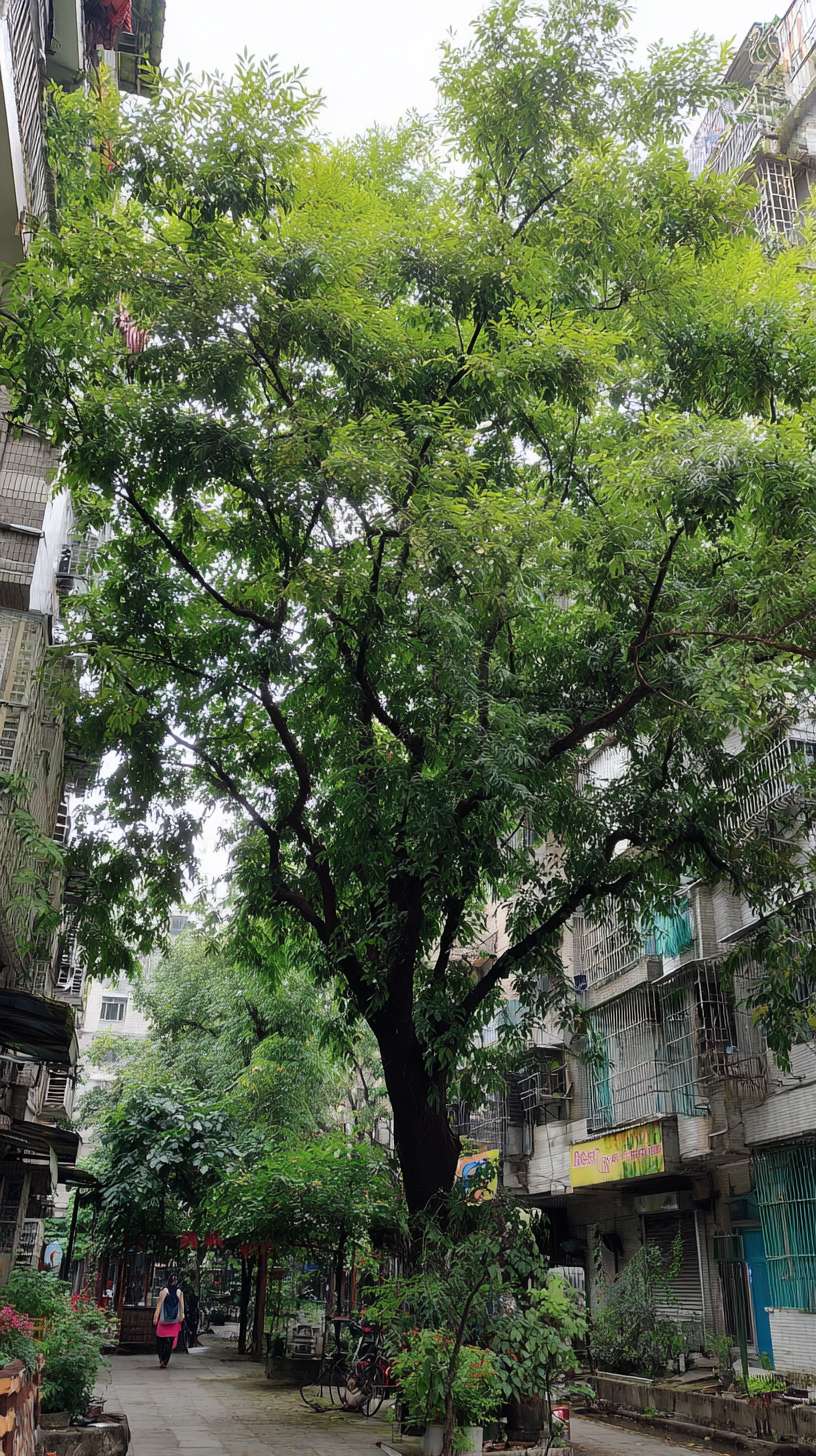 画面是充满生机的城市绿化景观：郁郁葱葱的行道树、小区内的绿荫、市民在树下休憩。 --ar 9:16 --v 7 --stylize 100 --fast --no 水印