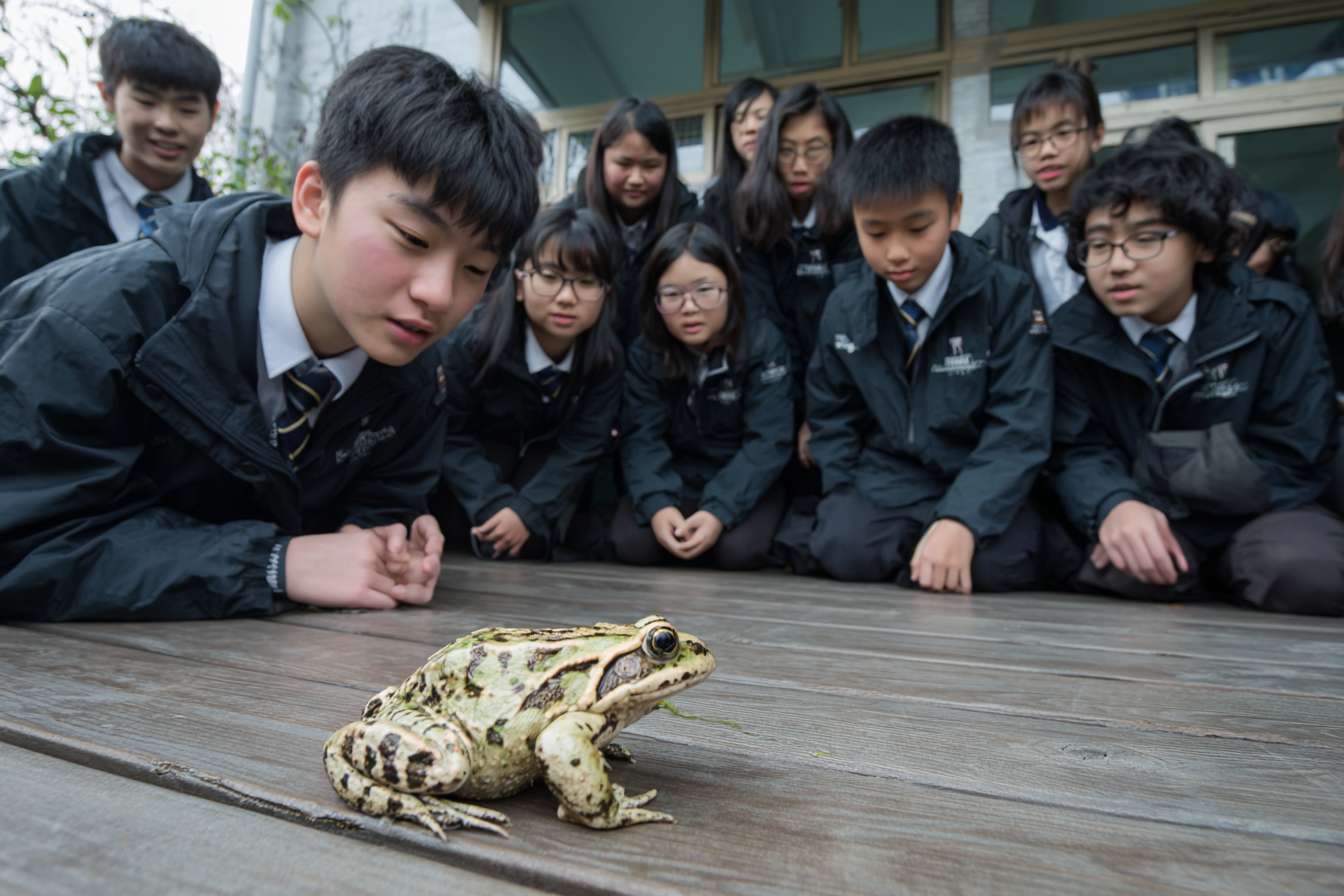 一班大學生圍成一個半圓形，中間是蛙、飛鼠 等等的瀕危物種，讓學生們看起來像是在觀察和觸摸動物 --ar 3:2 --v 7 --stylize 100 --fast --no 水印