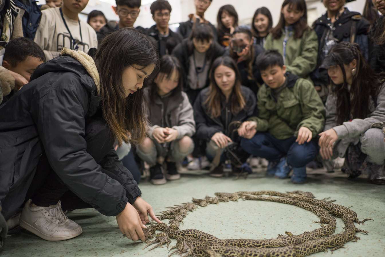 一班大學生圍成一個半圓形，中間是蛙、飛鼠 等等的瀕危物種，讓學生們看起來像是在觀察和觸摸動物 --ar 3:2 --v 7 --stylize 100 --fast --no 水印