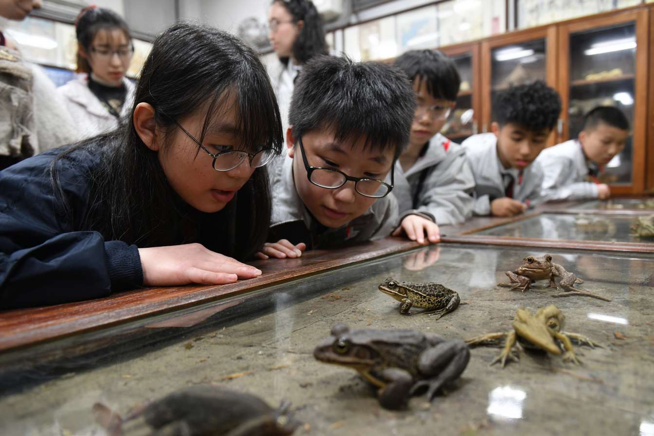 一班大學生圍成一個半圓形，中間是蛙、飛鼠 等等的瀕危物種，讓學生們看起來像是在觀察和觸摸動物 --ar 3:2 --v 7 --stylize 100 --fast --no 水印