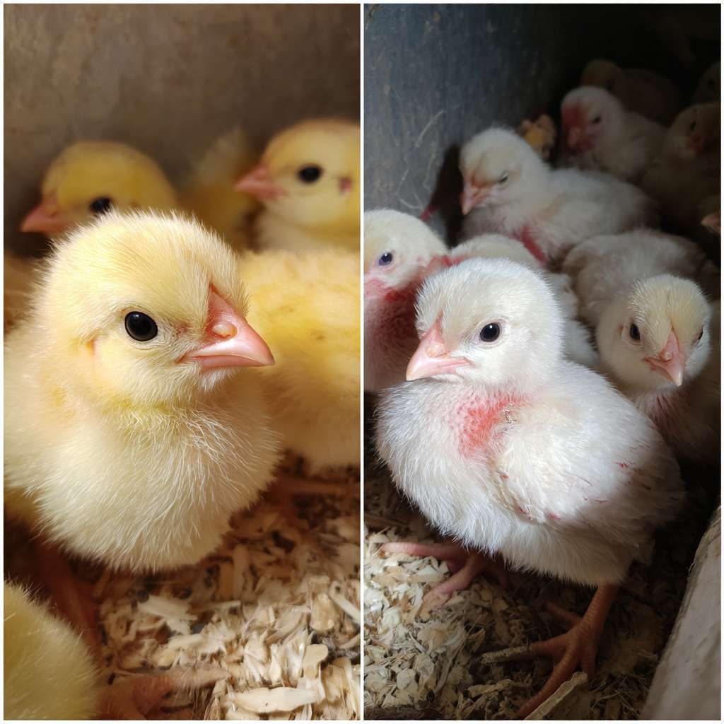 农场里有20只鸡，卖掉了2只，还剩余几只 --ar 1:1 --v 7 --stylize 100 --fast --no 水印